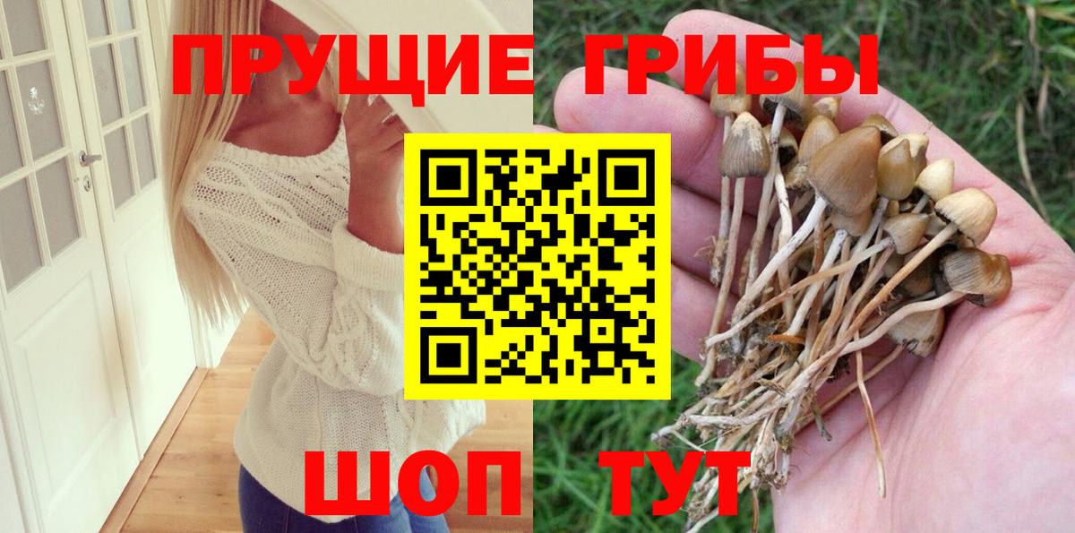 Апшеронск  Псилоцибиновые грибы Cubensis  Вход с VPN 